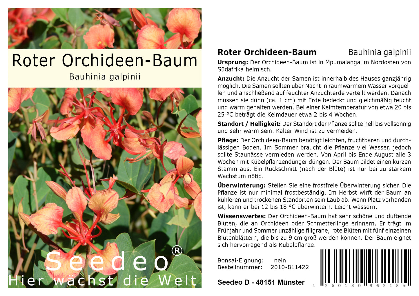 Seedeo® Roter Orchideen-Baum (Bauhinia galpinii) 20 Samen