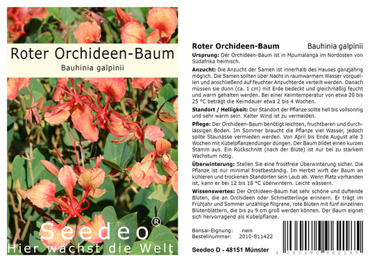 Seedeo® Roter Orchideen-Baum (Bauhinia galpinii) 20 Samen