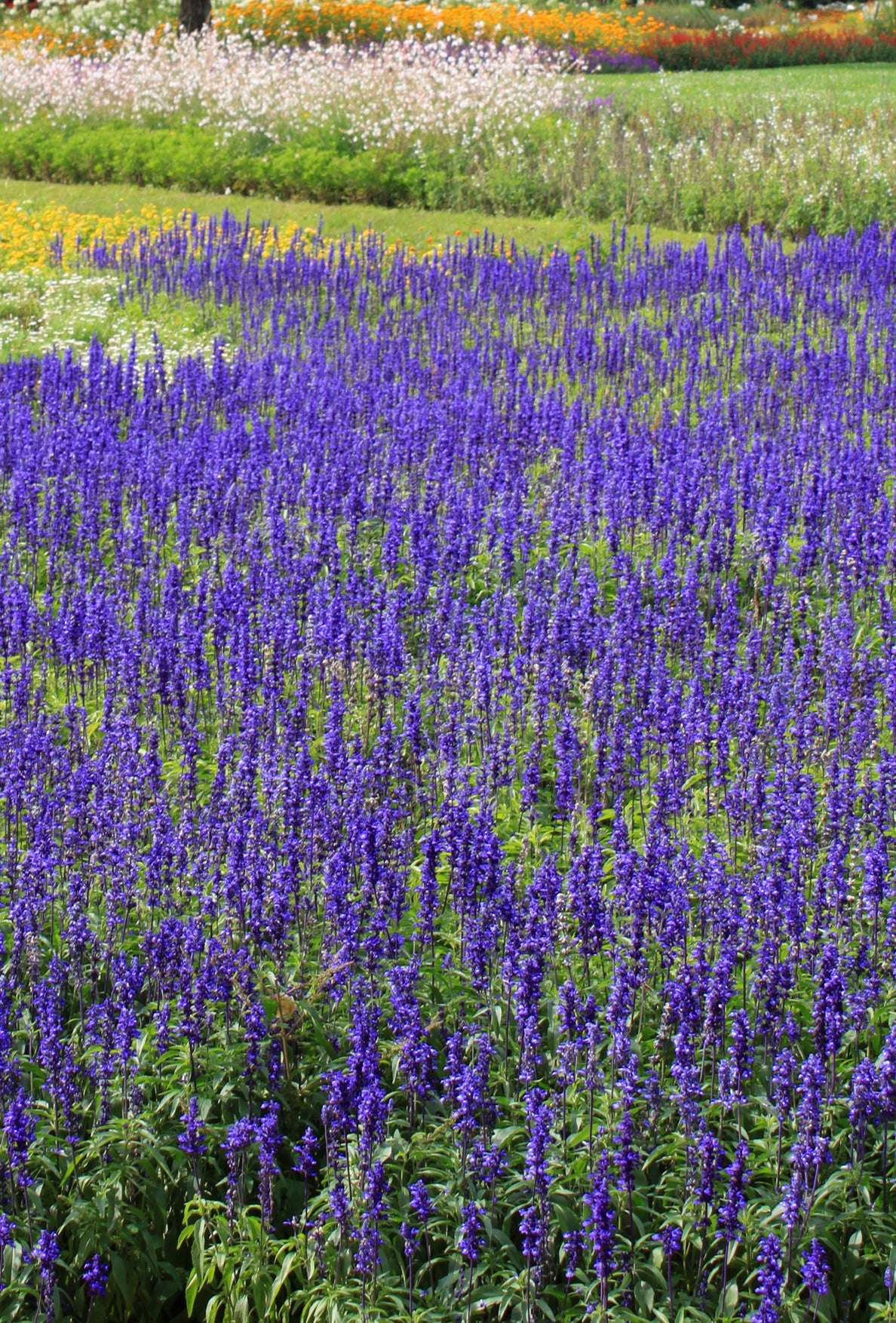 Seedeo® Langblättriger Ehrenpreis (Veronica longifolia L.) 300 Samen Blume des Jahres 2018