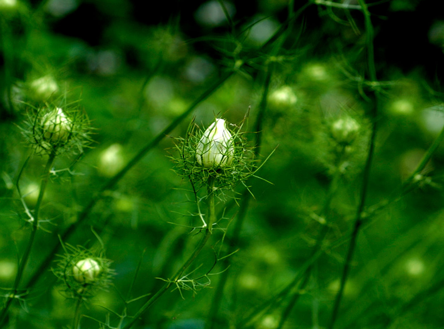 Seedeo® Schwarzkümmel Nigella Sativa 100 Samen BIO