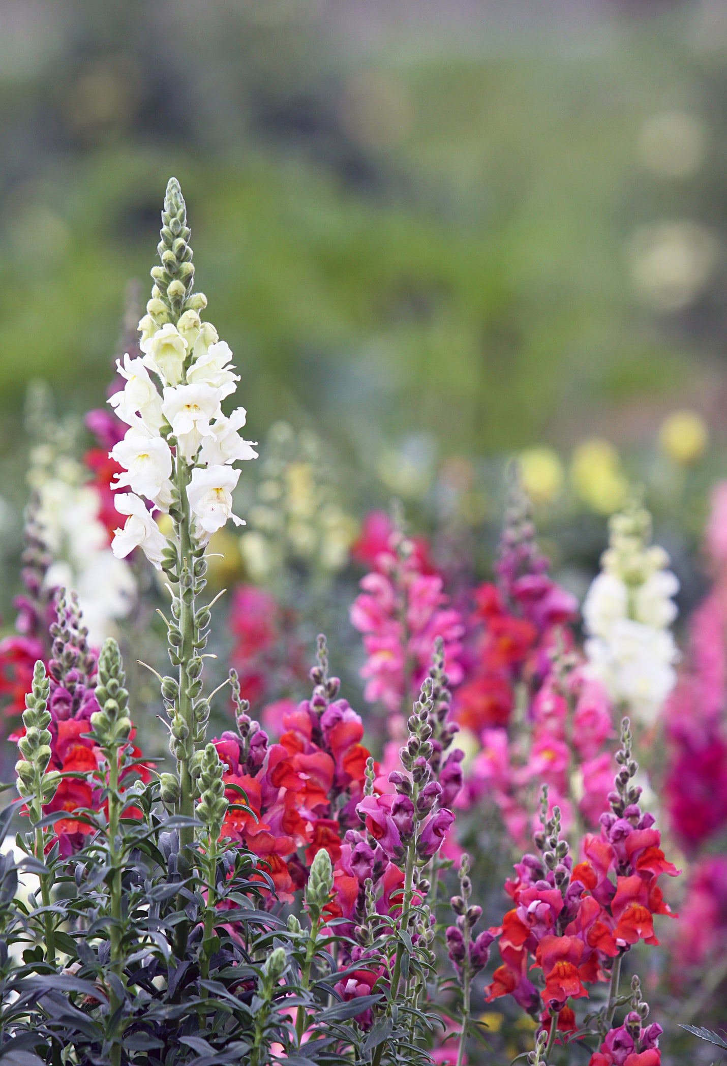 Seedeo® Löwenmäulchen Kleinwüchsiger Mix (Antirrhinum majus nana) 500 Samen