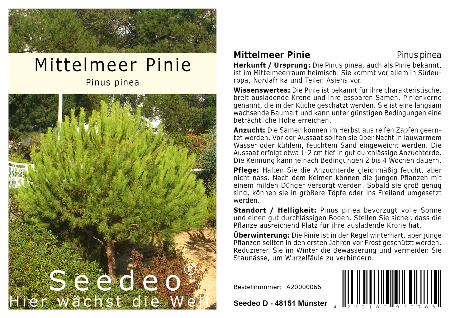 Seedeo® Mittelmeer - Pinie (Pinus pinea) 7 Samen