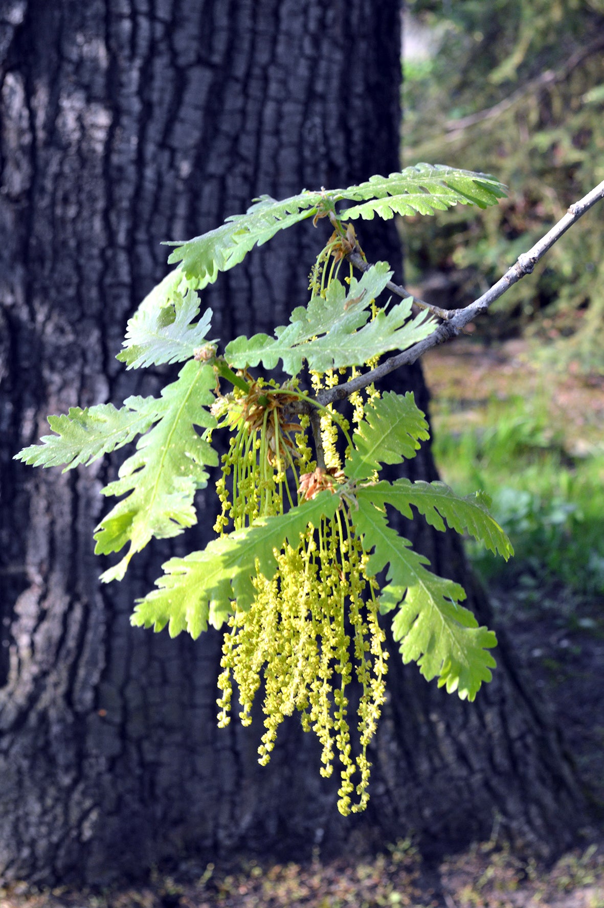 Seedeo® Ungarische-Eiche (Quercus frainetto) Pflanze ca. 10-20 cm hoch Klimabaum