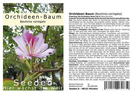 Seedeo® Orchideen - Baum (Bauhinia variegata) 10 Samen