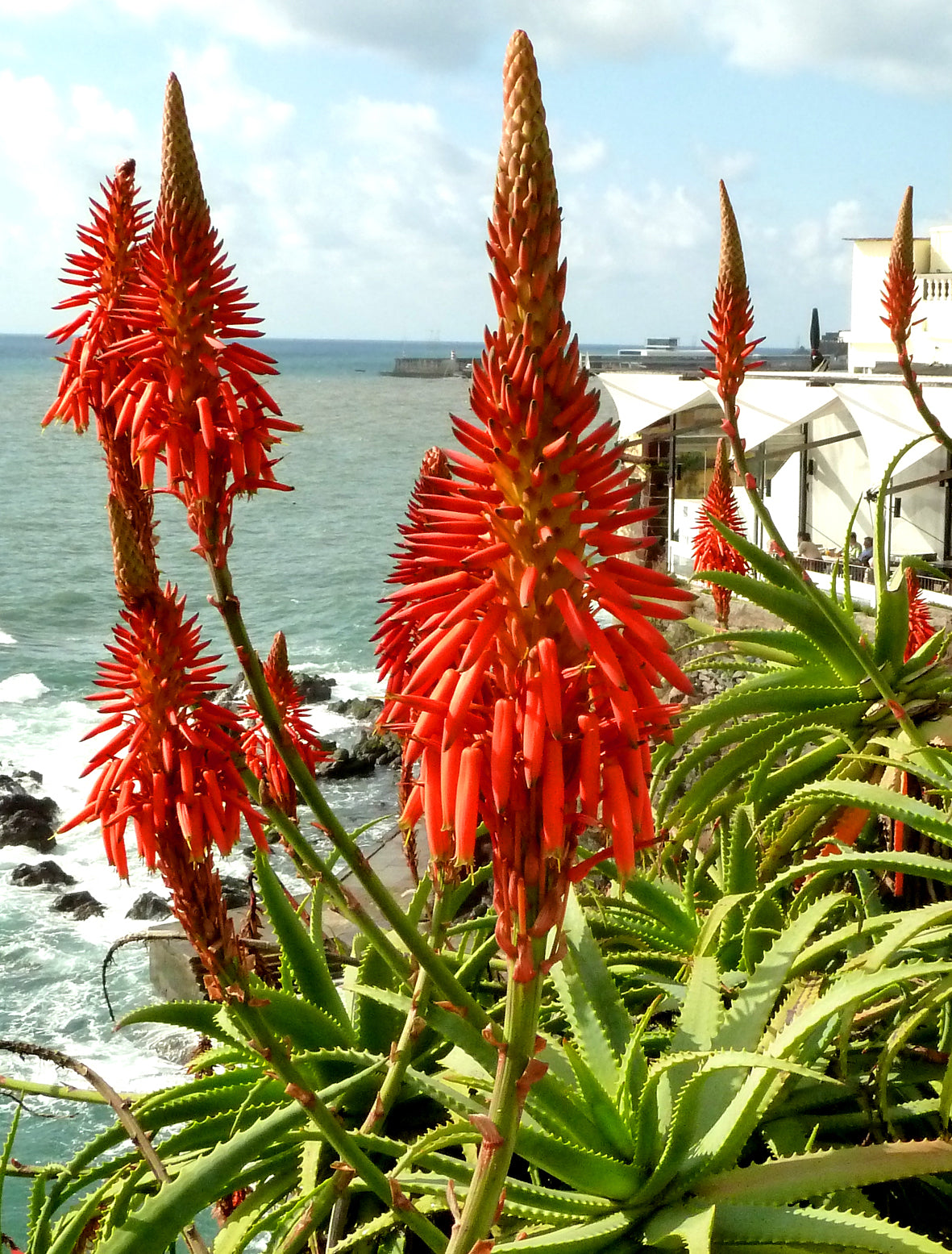 Seedeo® Weihnachts-Aloe (Aloe arborescens) 10 Samen