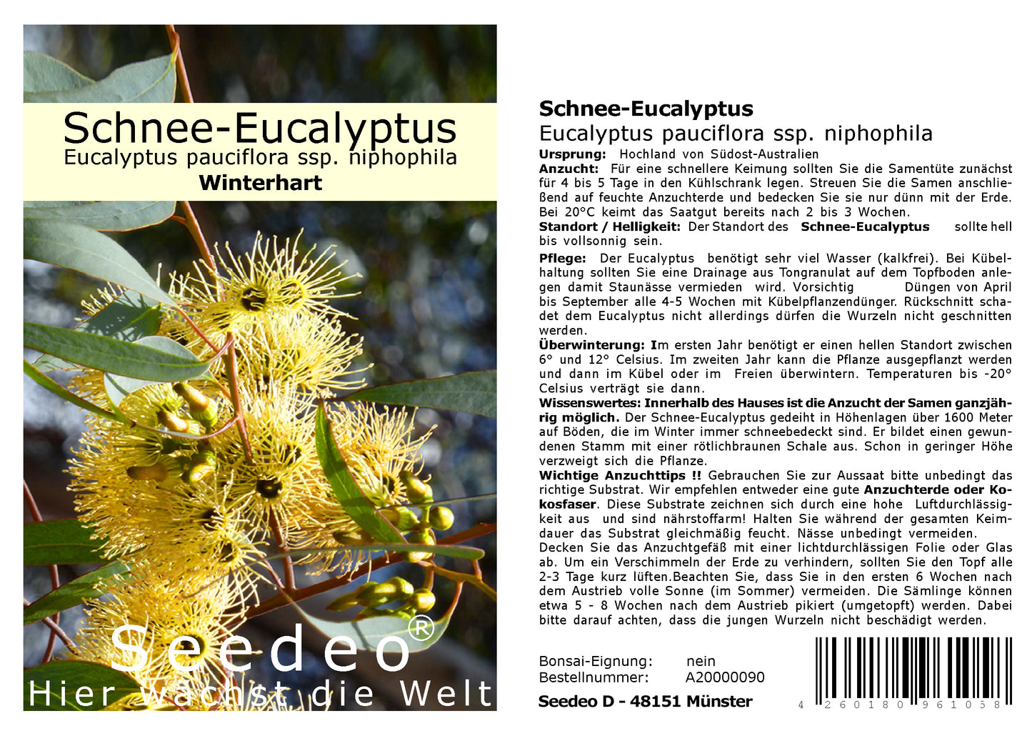 Seedeo® Schnee-Eucalyptus(Eucalyptus pauciflora) 100 Korn