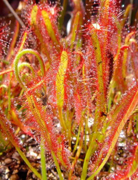 Seedeo® Sonnentau (Drosera capensis) 50 Samen inkl. Anzuchtsubstrat