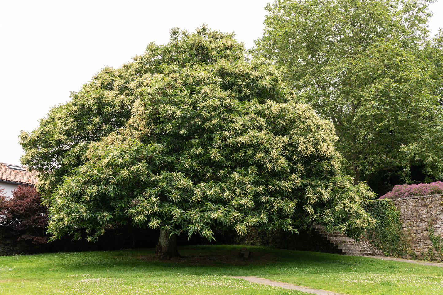 Seedeo® Edelkastanie / Esskastanie (Castanea sativa) Pflanze ca. 30 cm hoch Klimabaum