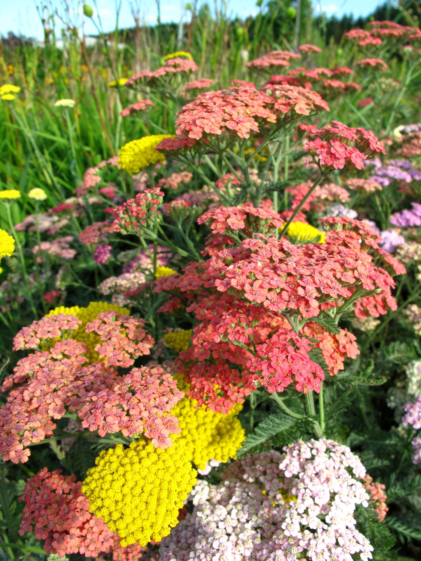 Seedeo® Schafgarben MIX (Achillea filipendulina + Achillea millefolium) 300 Samen