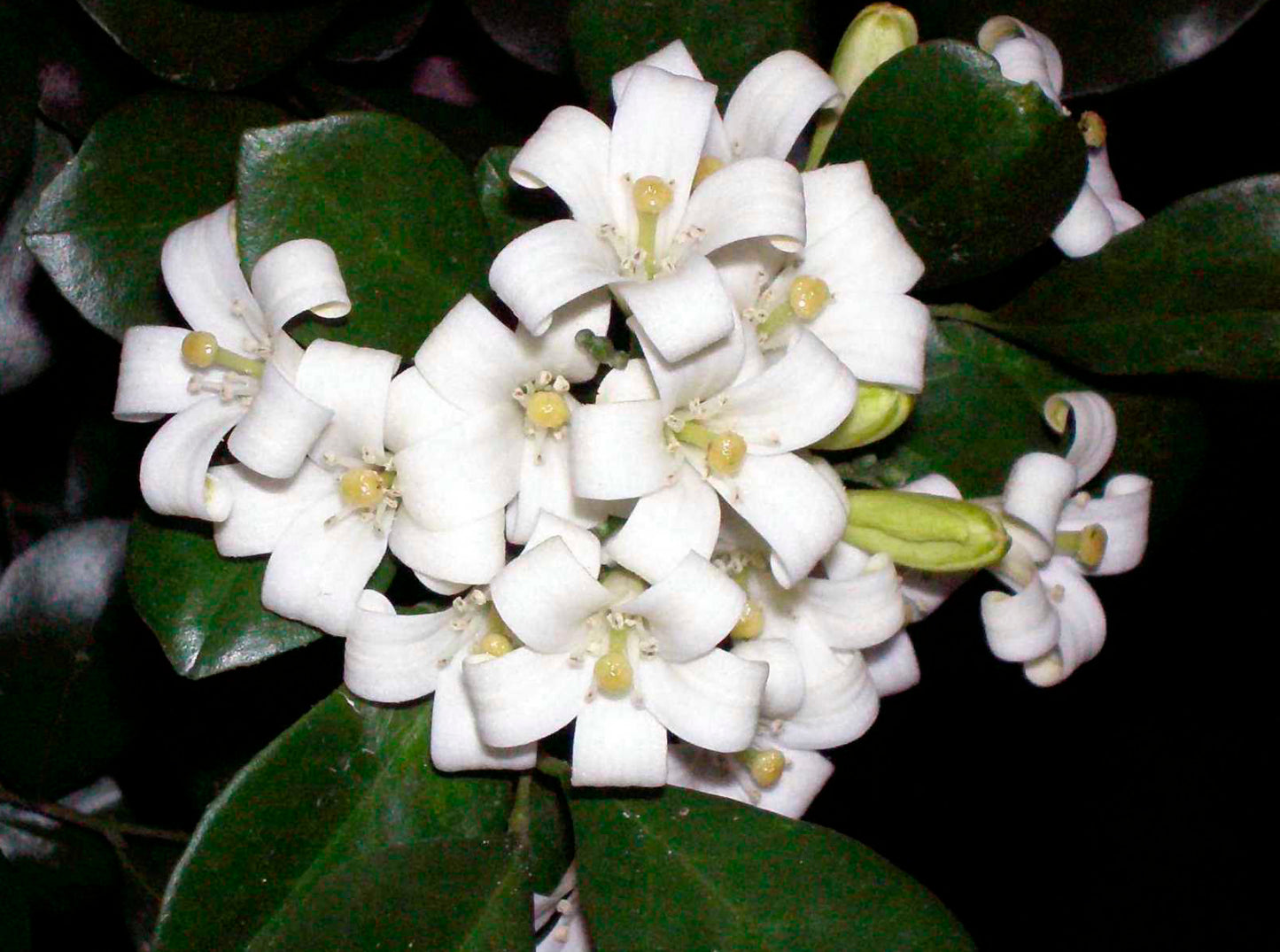 Seedeo® Orangen-Jasmin (Murraya paniculata) 10 Samen