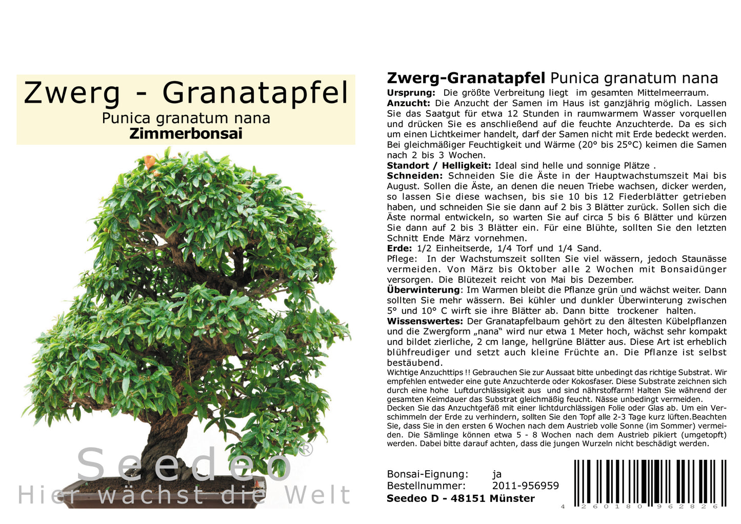 Seedeo® Bonsai Anzuchtset Mediteran deluxe (Echte Myrte, Ölbaum, Zwerg Granatapfel, Schlafbaum)