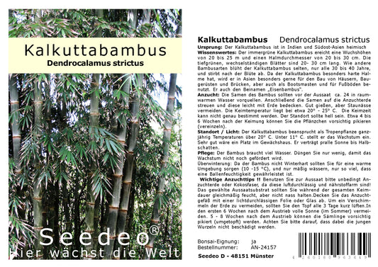 Seedeo® Kalkuttabambus (Dendrocalamus strictus) 60 Samen