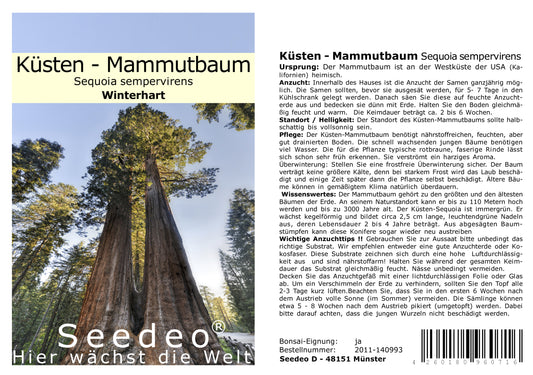 Seedeo® Küsten - Mammutbaum (Sequoia sempervirens) 50 Samen