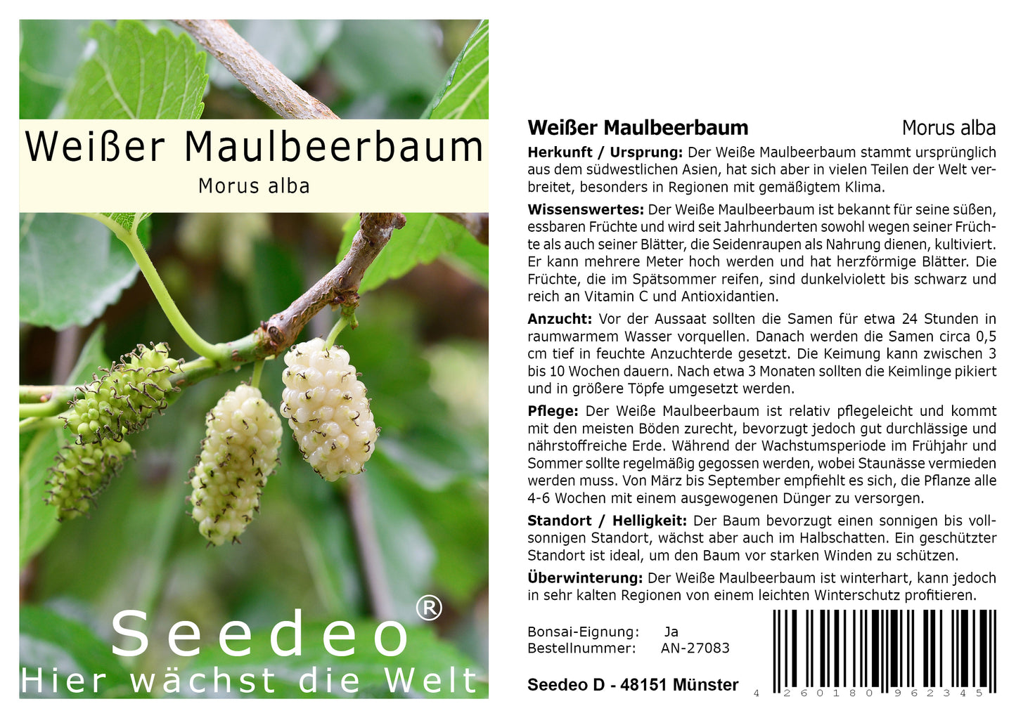 Seedeo® Weißer Maulbeerbaum (Morus alba) 200 Samen