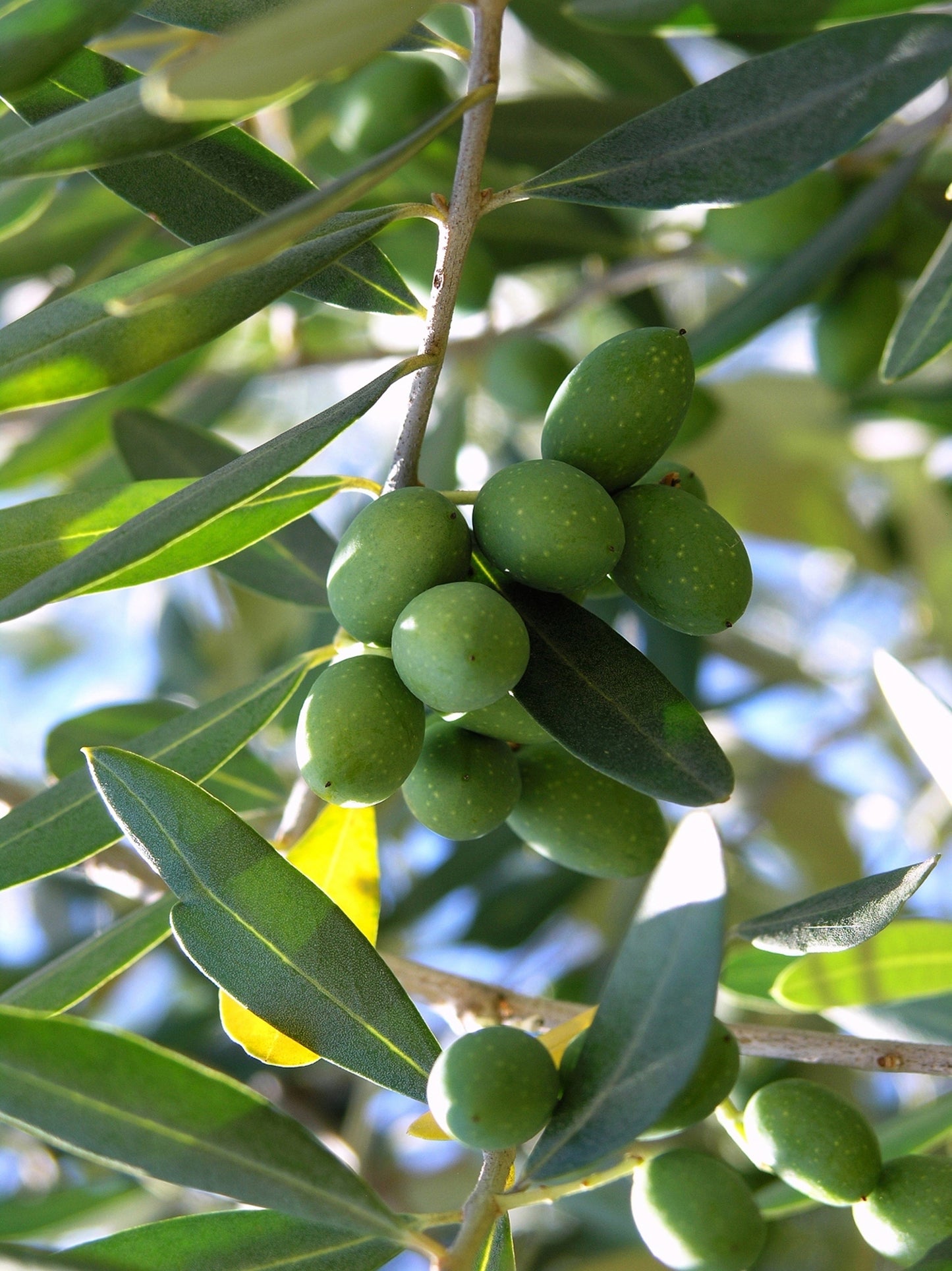 Seedeo® Olive/Ölbaum (Olea europaea) 20 Samen