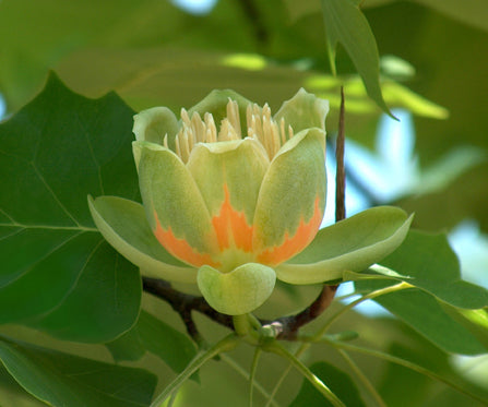 Seedeo® Tulpenbaum Liriodendron tulipifera 30 Samen