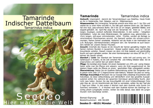 Seedeo® Tamarinde (Tamarindus indica) 6 Samen