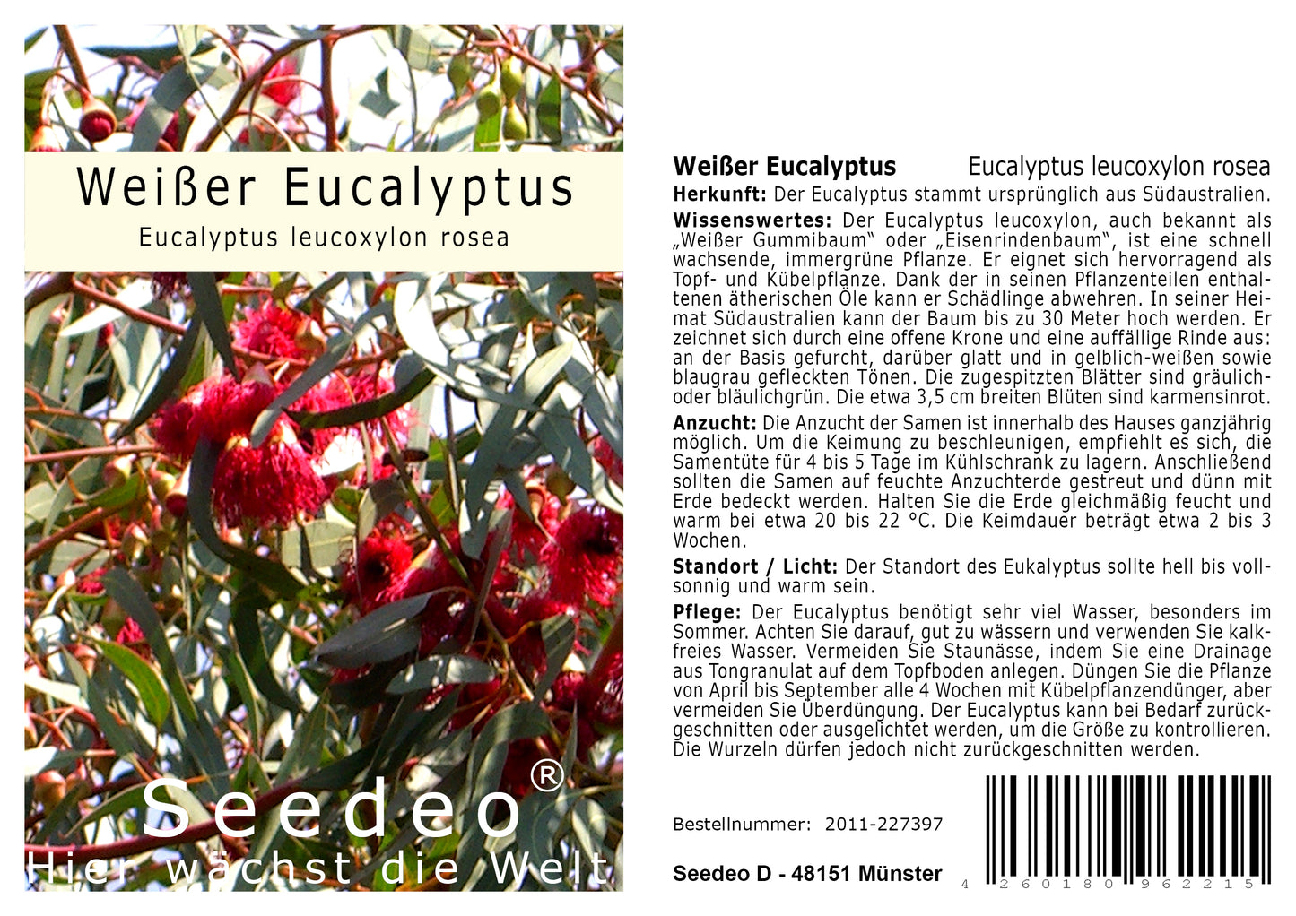 Seedeo® Weisser Eucalyptus (Eucalyptus leucoxylon rosea) 200 Samen