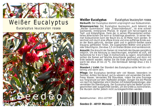 Seedeo® Weisser Eucalyptus (Eucalyptus leucoxylon rosea) 200 Samen