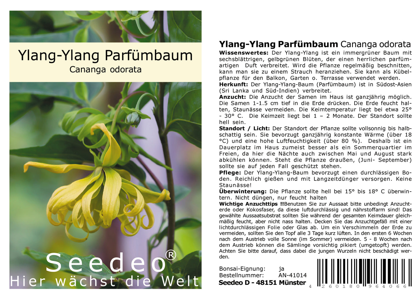 Seedeo® Ylang-Ylang Parfümbaum (Cananga odorata) 20 Samen