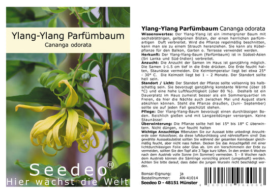 Seedeo® Ylang-Ylang Parfümbaum (Cananga odorata) 20 Samen