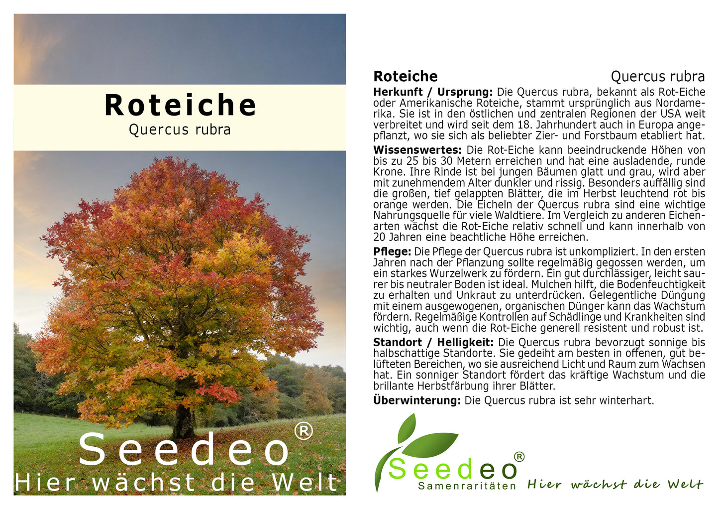 Seedeo® Roteiche (Quercus rubra) Pflanze ca. 30 - 55 cm hoch