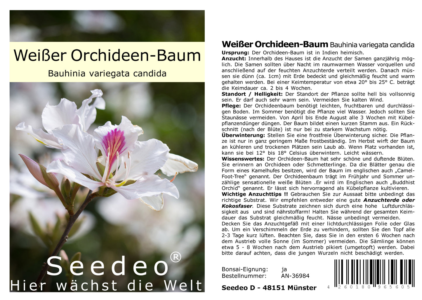 Seedeo® Weißer Orchideen-Baum (Bauhinia variegata candida) 10 Samen