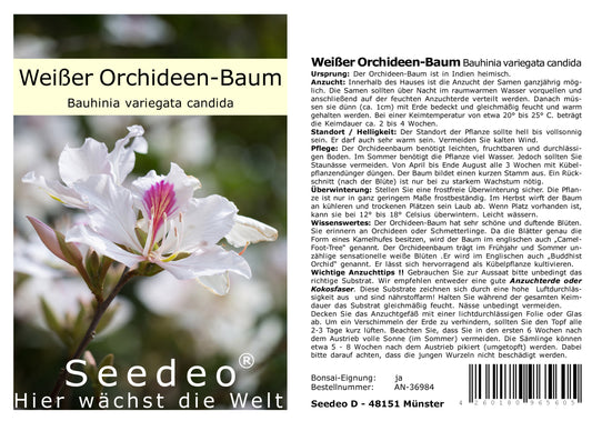 Seedeo® Weißer Orchideen-Baum (Bauhinia variegata candida) 10 Samen