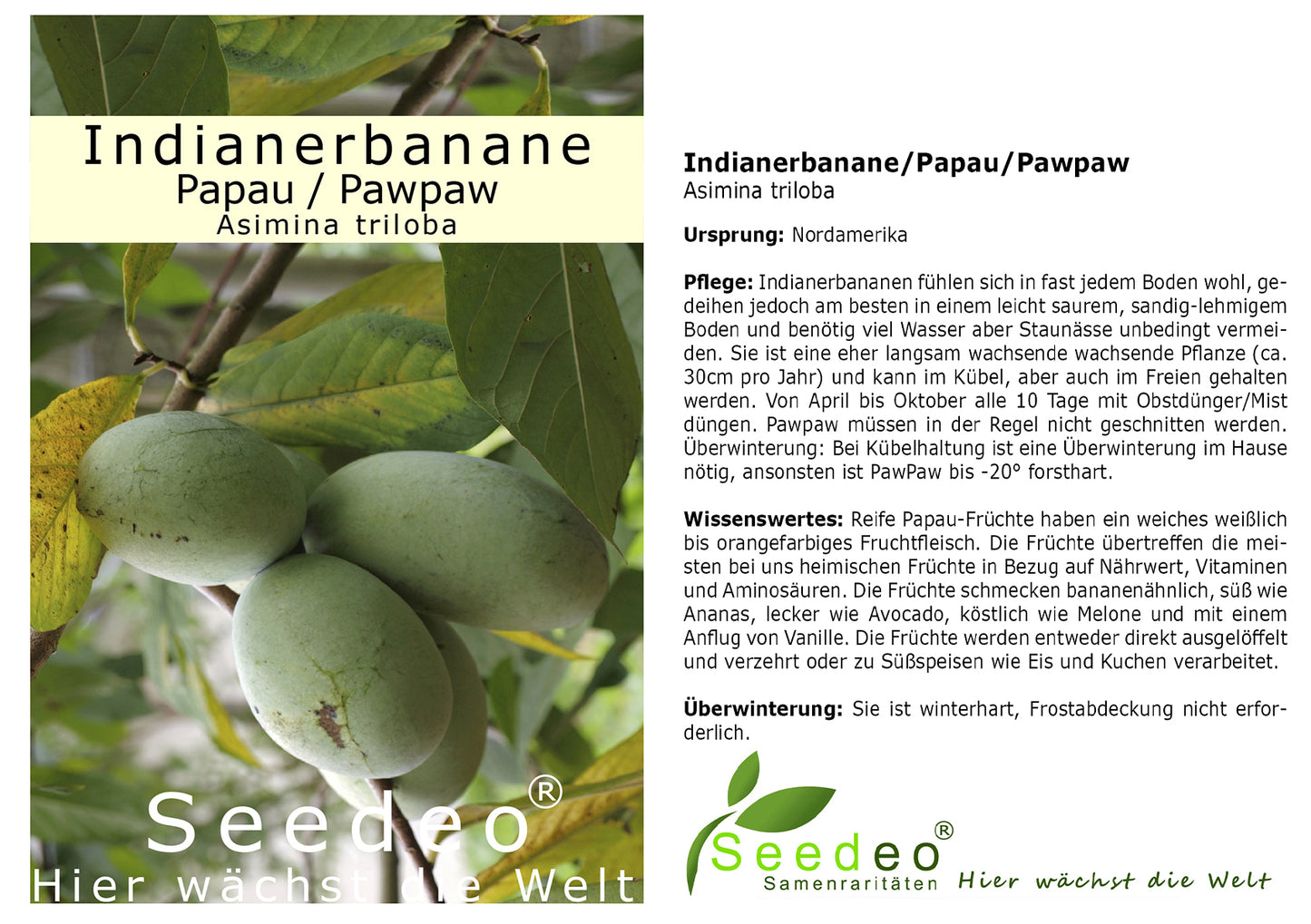 Seedeo® Indianerbanane/Papau/Pawpaw (Asimina triloba) Pflanze ca. 50 cm