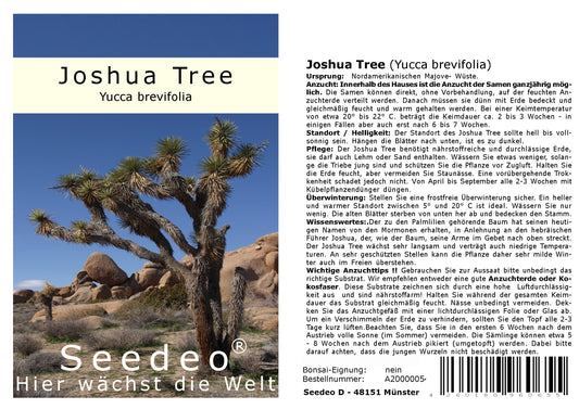 Seedeo® Joshua Tree (Yucca brevifolia) 10 Samen