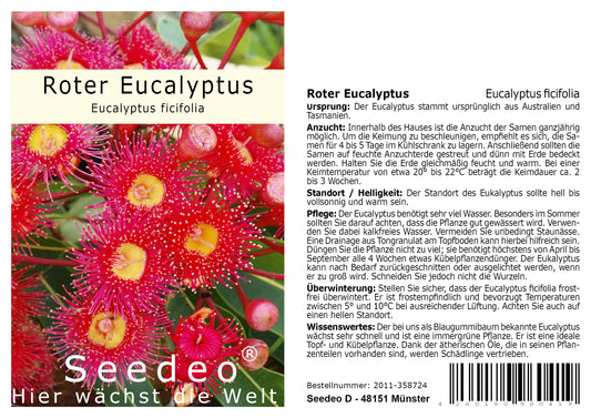 Seedeo® Roter Eucalyptus (Eucalyptus ficifolia) 20 Samen