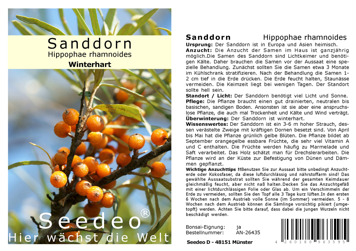 Seedeo® Sanddorn   (Hippophae rhamnoides) 60 Samen