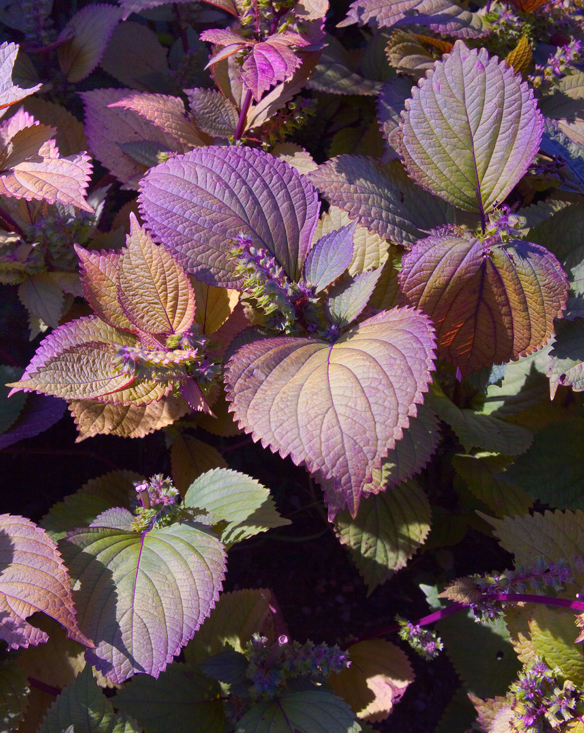 Seedeo® Shiso/Perilla rot (Perilla frutescens) ca. 200 Samen