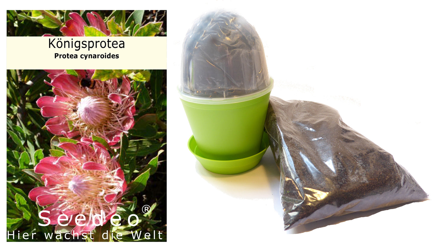 Seedeo® Anzuchtset Königsprotea (Protea cynaroides)