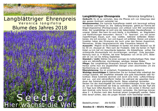 Seedeo® Langblättriger Ehrenpreis (Veronica longifolia L.) 300 Samen Blume des Jahres 2018