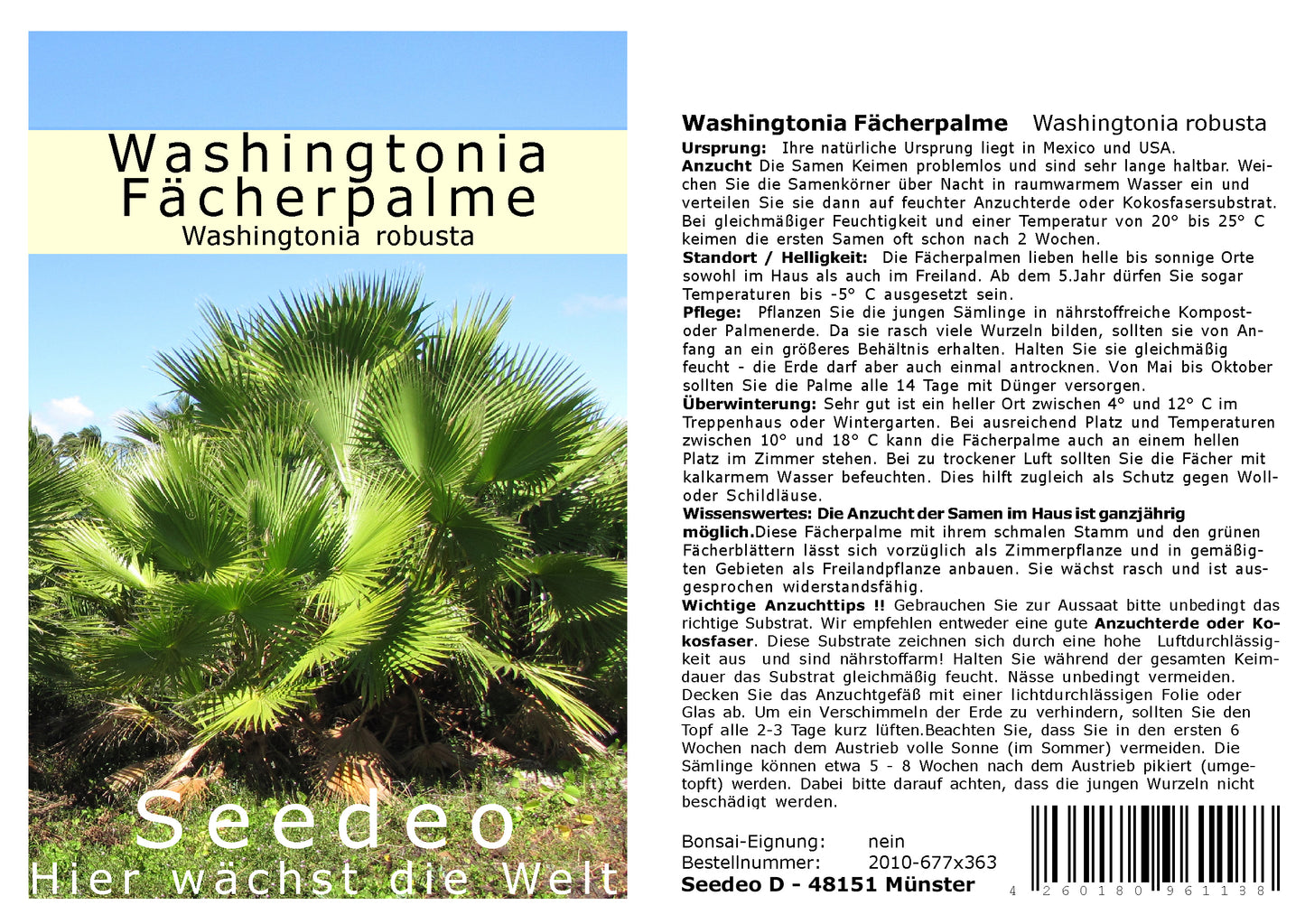 Seedeo® Washingtonia-Fächerpalme (Washingtonia robusta) 12 Samen