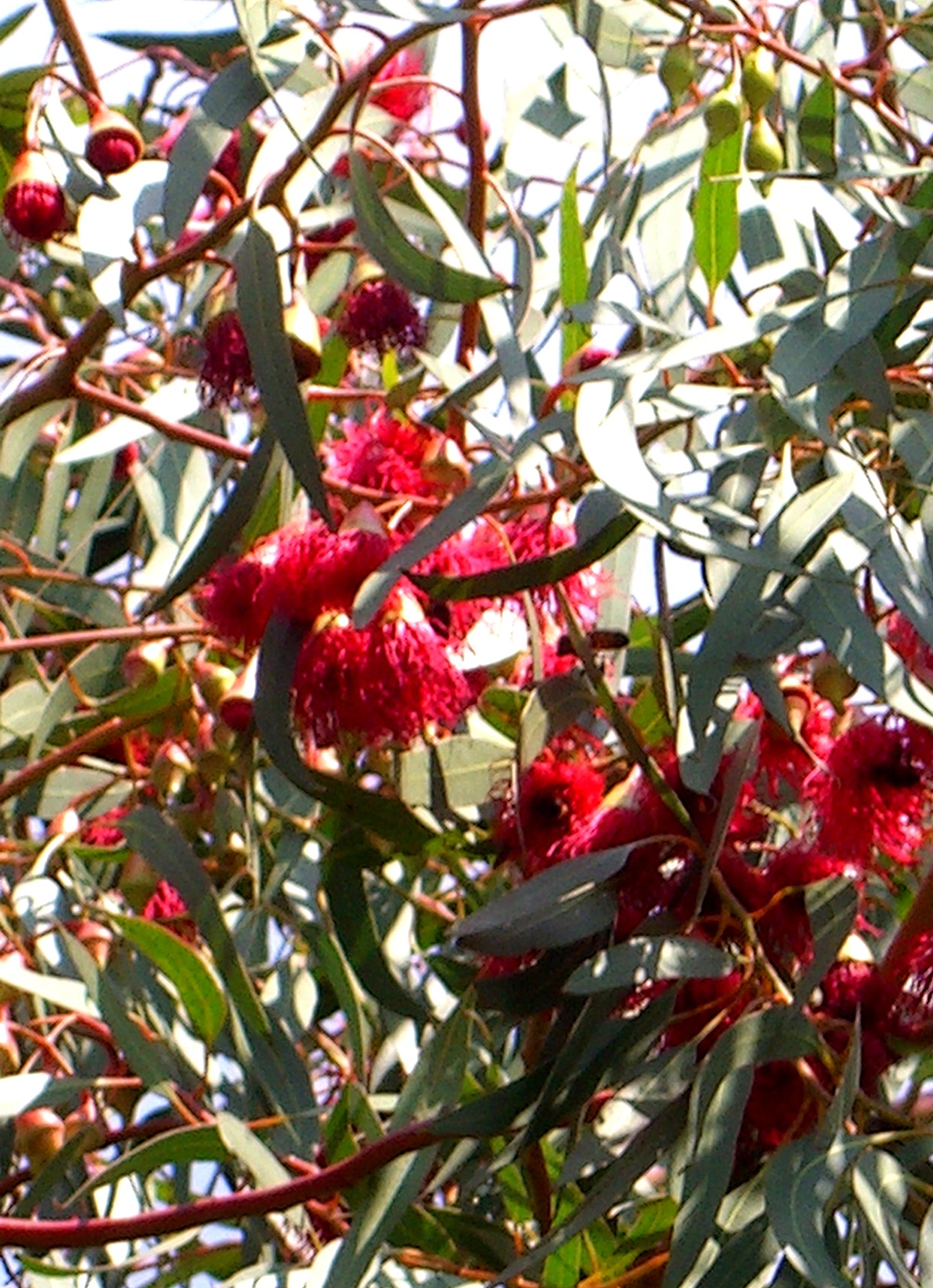 Seedeo® Weisser Eucalyptus (Eucalyptus leucoxylon rosea) 200 Samen