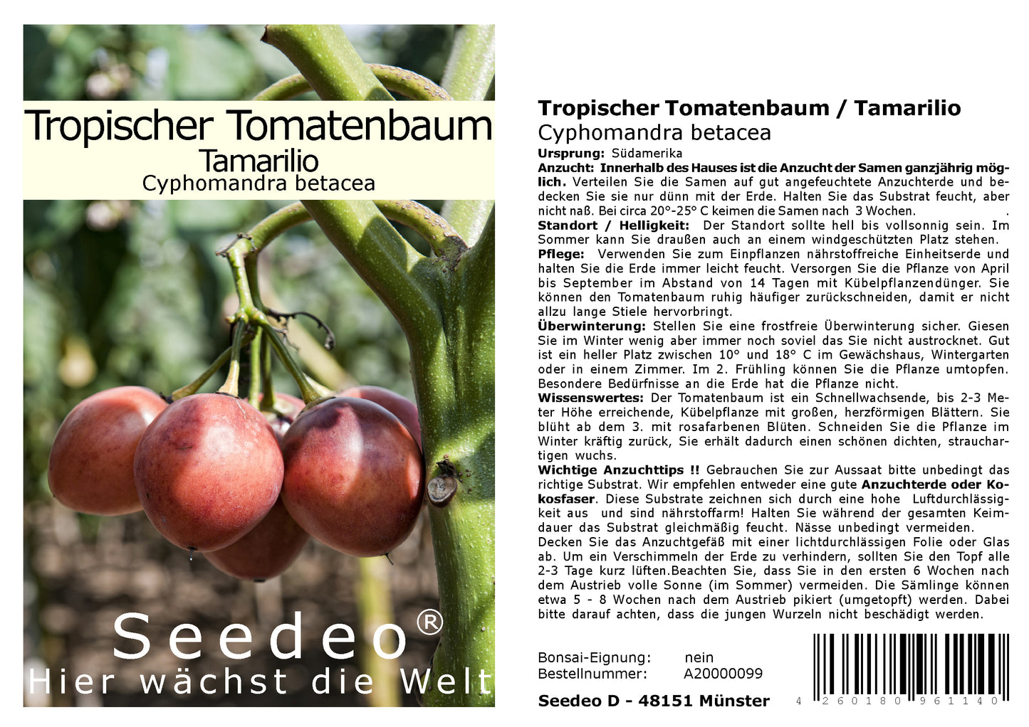 Seedeo® Tropischer Tomatenbaum / Tamarillo 40 Samen