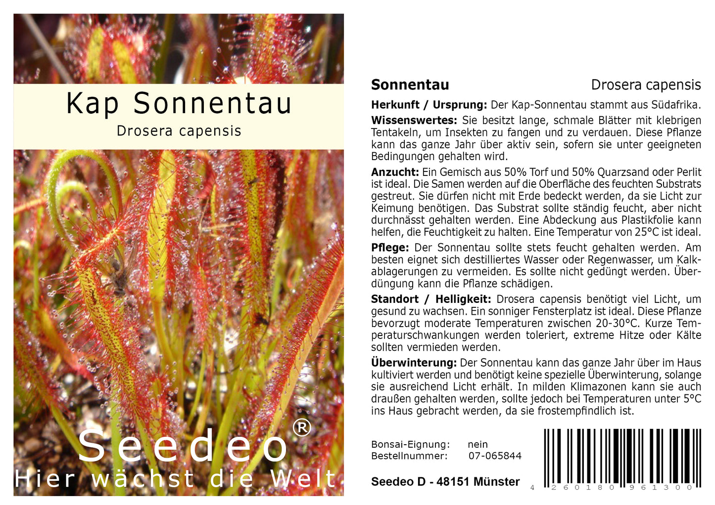 Seedeo® Sonnentau (Drosera capensis) 50 Samen inkl. Anzuchtsubstrat