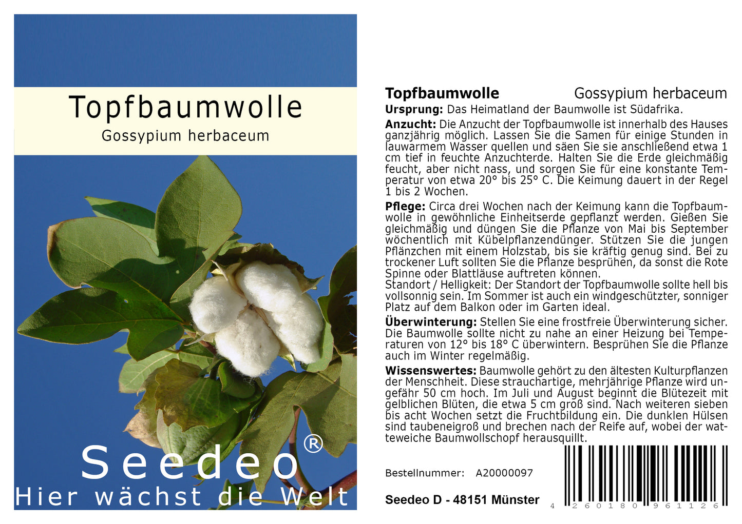 Seedeo® Topfbaumwolle (Gossypium herbaceum) 10 Samen