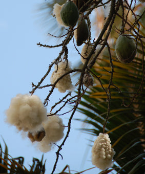 Seedeo® Kapokbaum (Ceiba pentandra ) 20 Samen