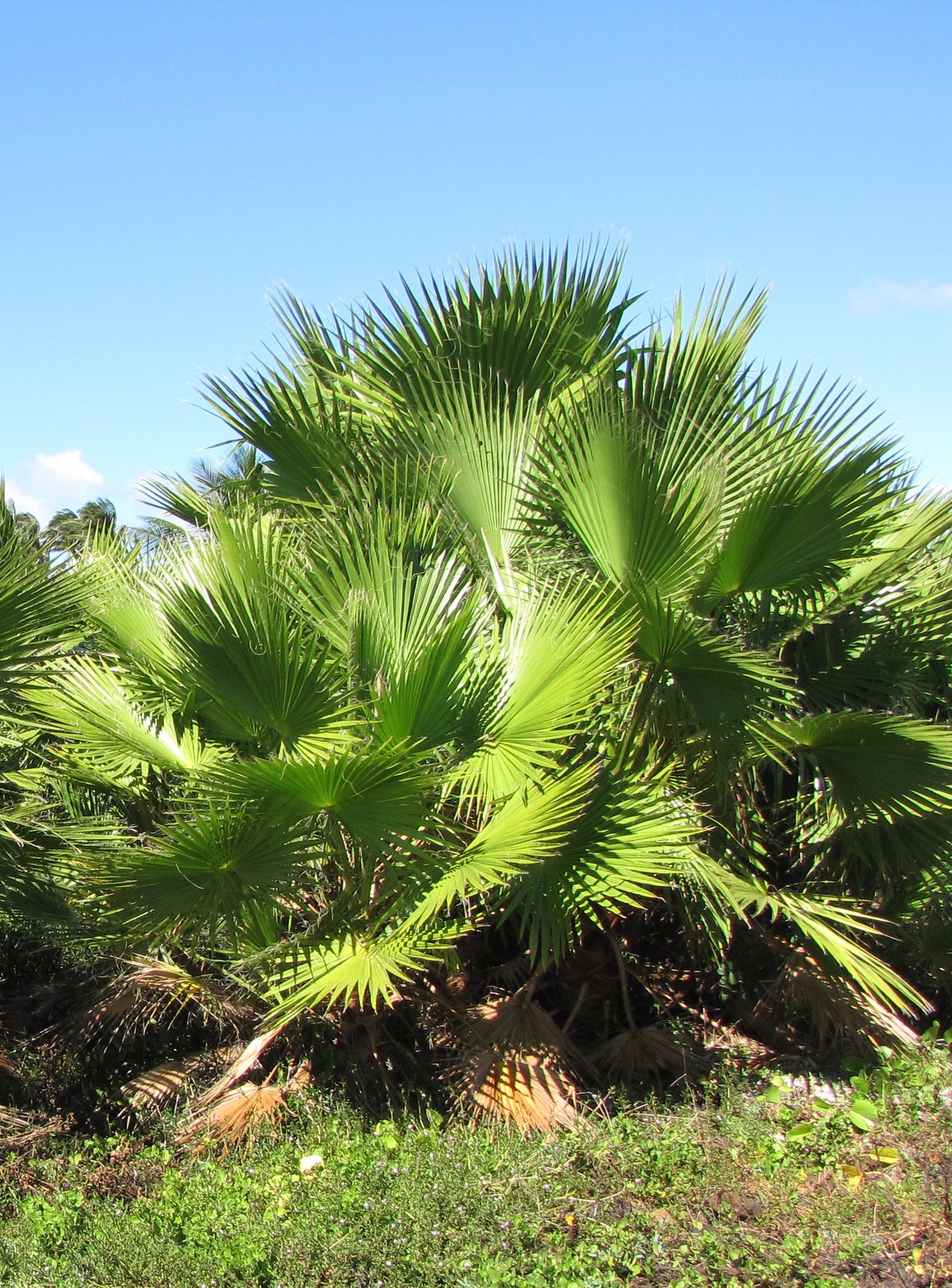 Seedeo® Washingtonia-Fächerpalme (Washingtonia robusta) 12 Samen