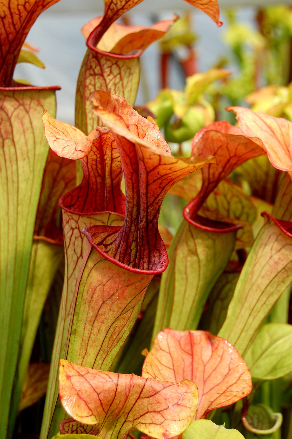 Seedeo® Rote Schlauchpflanze (Sarracenia purpurea) 10 Samen inkl. Anzuchtsubstrat