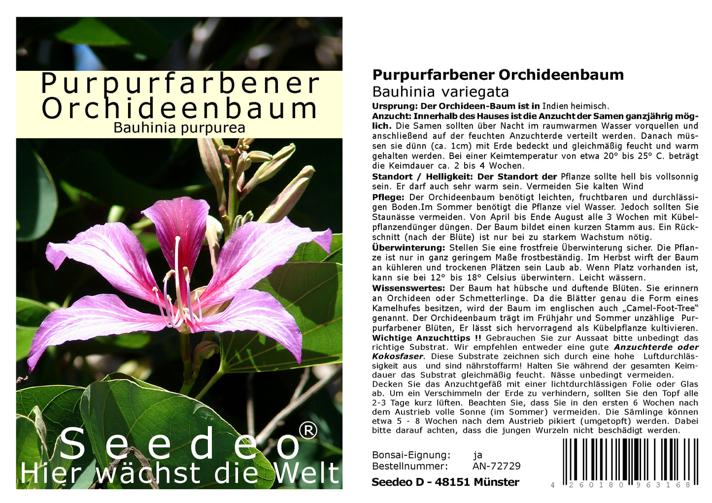 Seedeo® Purpurfarbener Orchideen - Baum (Bauhinia purpurea) 10 Samen