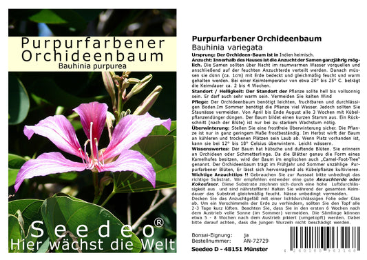 Seedeo® Purpurfarbener Orchideen - Baum (Bauhinia purpurea) 10 Samen