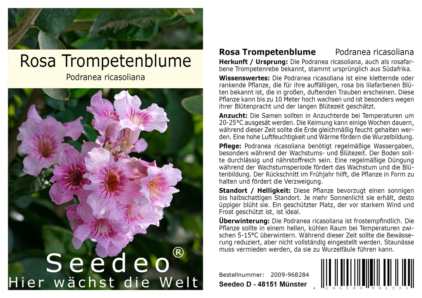 Seedeo® Rosa Trompetenblume (Podranea ricasoliana) 50 Samen