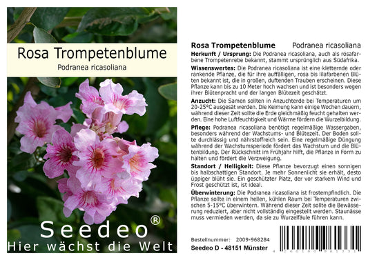 Seedeo® Rosa Trompetenblume (Podranea ricasoliana) 50 Samen