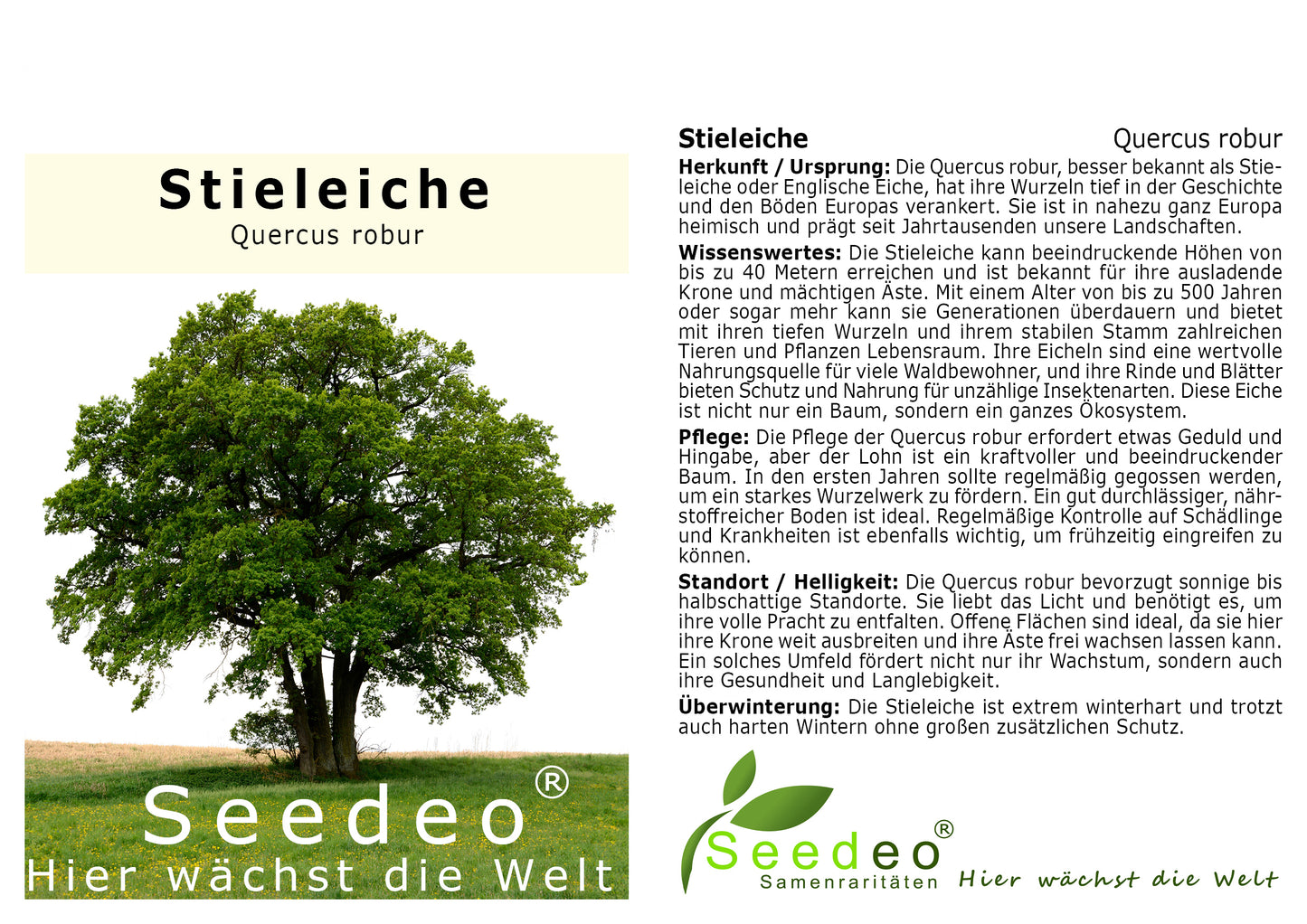 Seedeo® Stieleiche (Quercus robur) Pflanze ca. 40 - 50 cm hoch