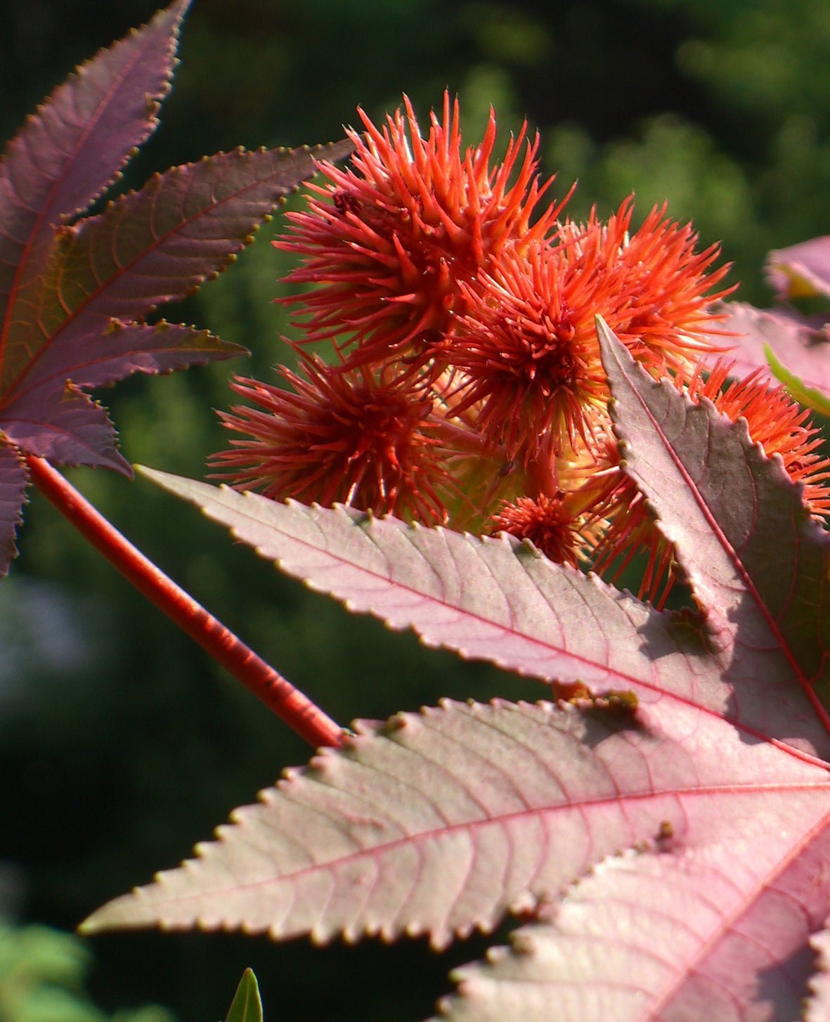 Seedeo® Ricinus (Ricinus communis) 15 Samen