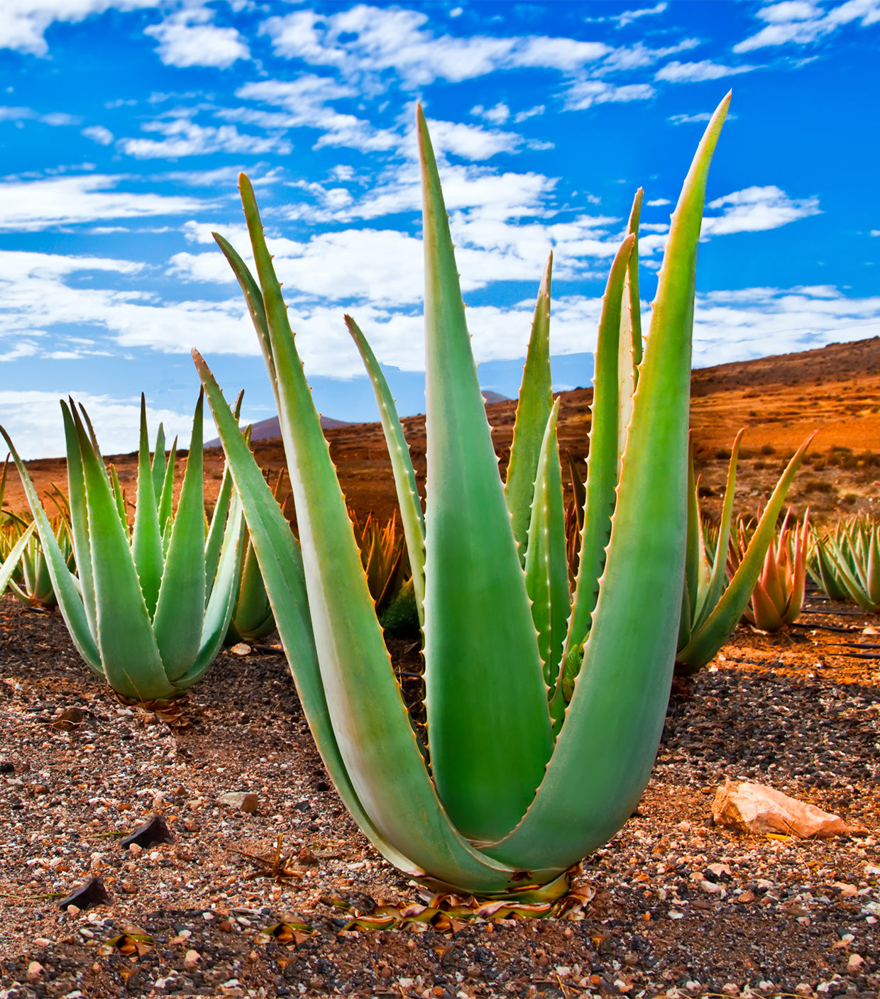 Seedeo® Aloe vera ( Aloe vera syn. Aloe barbadensis) 15 Samen